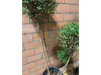 Heesters - afbeelding 3 van  3