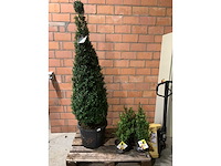 Heesters - afbeelding 1 van  3