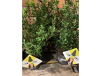 Heesters - afbeelding 2 van  3