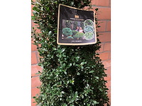 Heesters - afbeelding 3 van  3