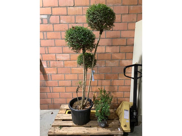 Heesters - afbeelding 1 van  4