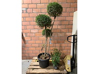 Heesters - afbeelding 1 van  4