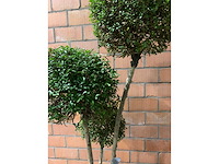 Heesters - afbeelding 2 van  4