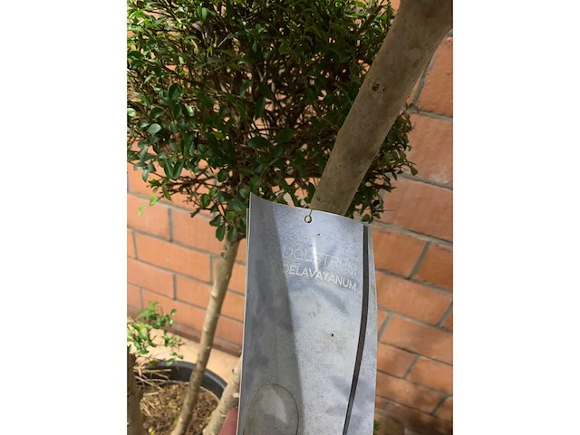 Heesters - afbeelding 3 van  4