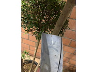 Heesters - afbeelding 3 van  4