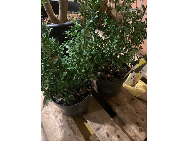 Heesters - afbeelding 4 van  4