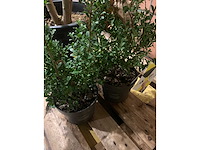 Heesters - afbeelding 4 van  4