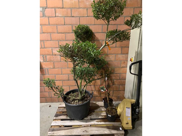 Heesters - afbeelding 1 van  3