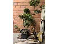 Heesters - afbeelding 1 van  3