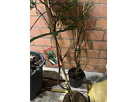 Heesters - afbeelding 2 van  3