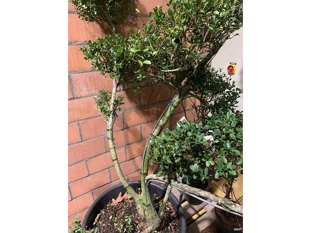 Heesters - afbeelding 3 van  3