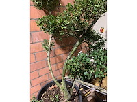 Heesters - afbeelding 3 van  3