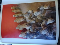 Herman van nazareth2008 - afbeelding 3 van  3