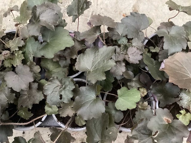 Heuchera (100x) - afbeelding 1 van  1