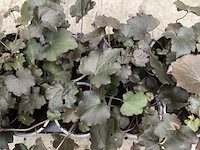 Heuchera (100x) - afbeelding 1 van  1