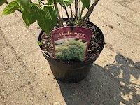 Hortensia - hydrangea lime light (x40) - afbeelding 1 van  3