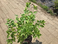 Hortensia - hydrangea lime light (x40) - afbeelding 2 van  3