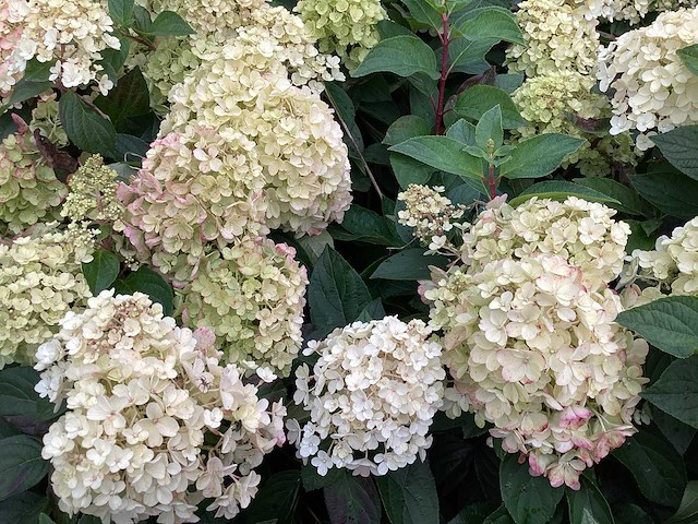 Hortensia - hydrangea lime light (x40) - afbeelding 3 van  3