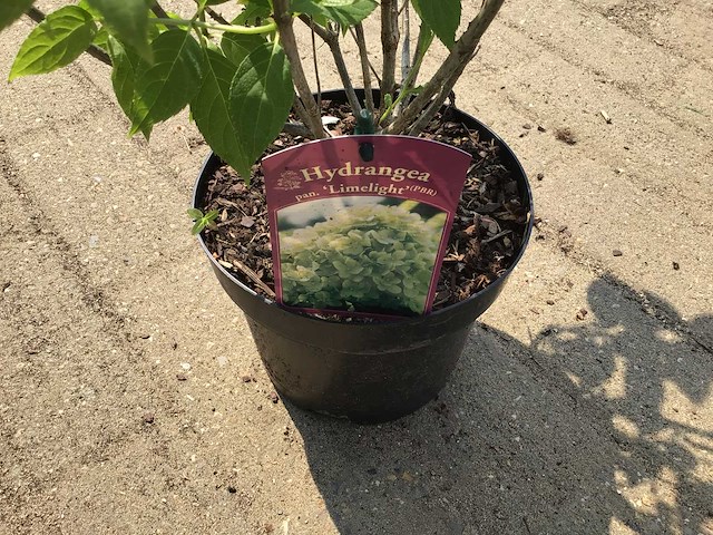 Hortensia - hydrangea lime light (x40) - afbeelding 3 van  3