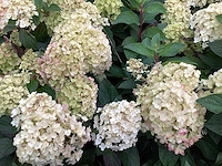 Hortensia - hydrangea lime light (x40) - afbeelding 2 van  3