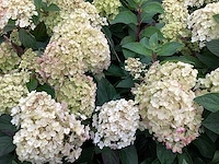 Hortensia - hydrangea lime light (x40) - afbeelding 1 van  3