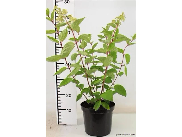 Hortensia "grandiflora", 6 stuks - afbeelding 1 van  2