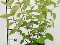 Hortensia "grandiflora", 6 stuks