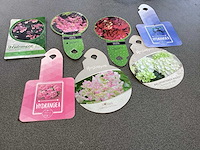 Hortensia mix van kleuren - hydrangea (x70) - afbeelding 4 van  4