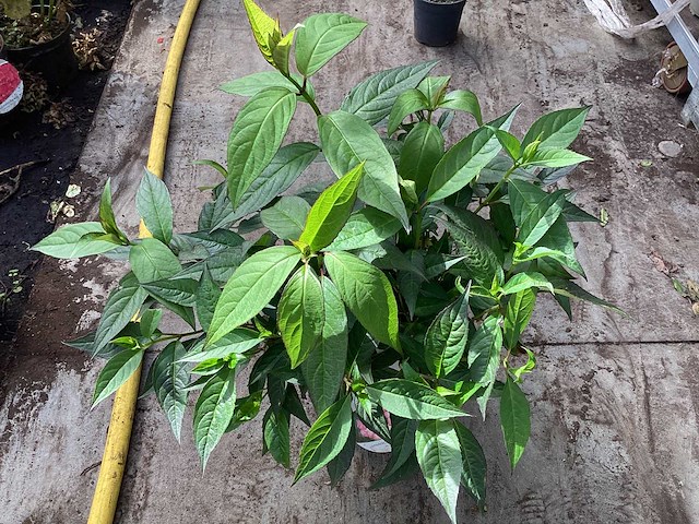 Hortensia mix van kleuren - hydrangea (x70) - afbeelding 1 van  1