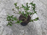 Hortensia’s - hydrangea - blauw (x20) - afbeelding 2 van  3