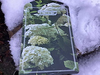 Hortensiasoort - hydrangea annabelle (x30) - afbeelding 1 van  1