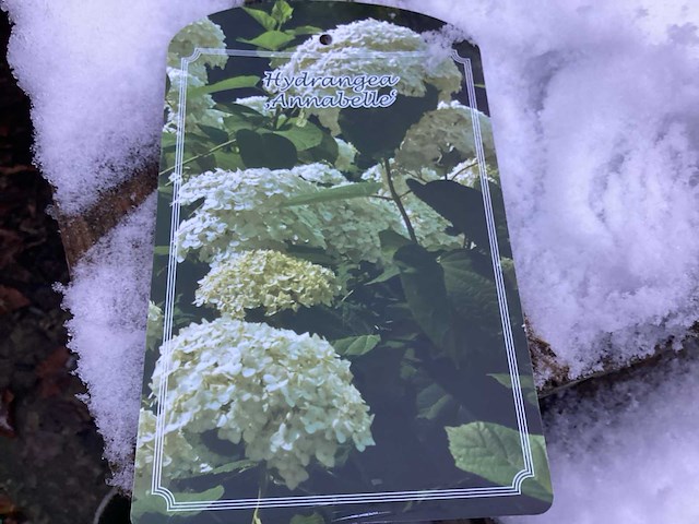 Hortensiasoort - hydrangea annabelle (x30) - afbeelding 1 van  1