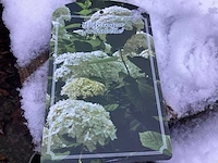 Hortensiasoort - hydrangea annabelle (x30)