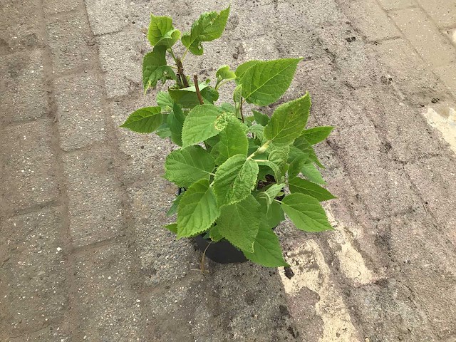 Hortensiasoort - hydrangea annabelle (x50) - afbeelding 1 van  1