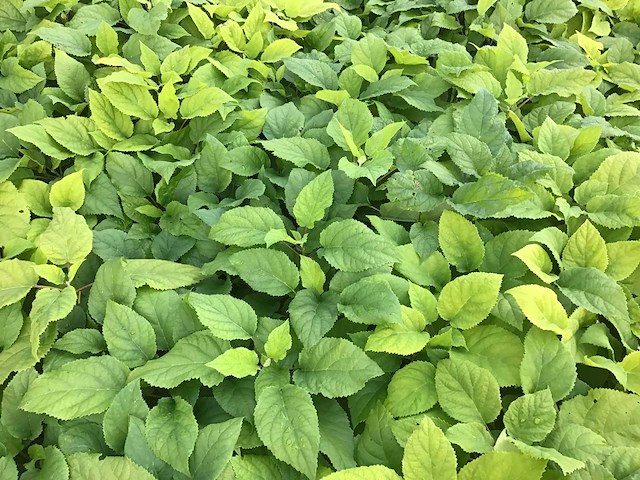 Hortensiasoort - hydrangea annabelle (x50) - afbeelding 1 van  1