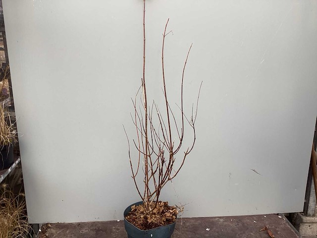 Hortensiasoort - hydrangea pinky winky (x40) - afbeelding 2 van  3