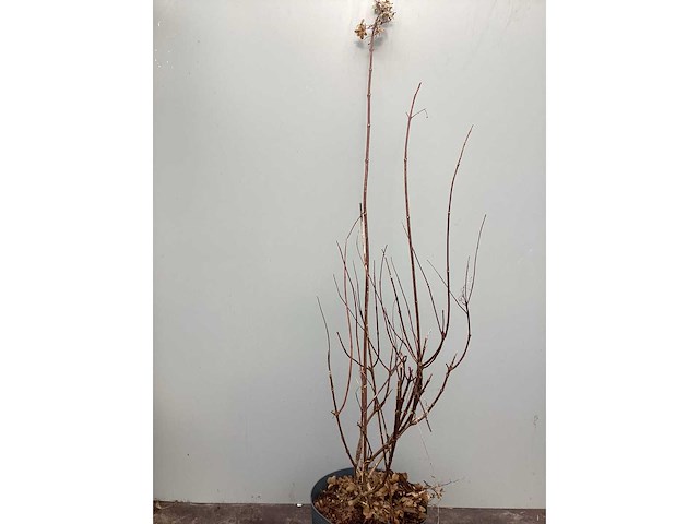 Hortensiasoort - hydrangea pinky winky (x40) - afbeelding 3 van  3