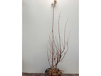 Hortensiasoort - hydrangea pinky winky (x40) - afbeelding 3 van  3