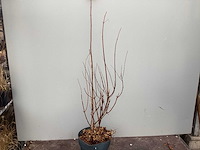 Hortensiasoort - hydrangea pinky winky (x40) - afbeelding 2 van  3