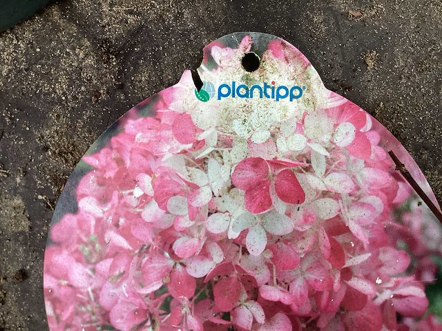 Hortensiasoort - hydrangea pinky winky (x40) - afbeelding 1 van  2