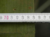 Houten koffers - afbeelding 3 van  7