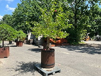 Hybiscus - afbeelding 5 van  8