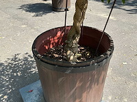 Hybiscus - afbeelding 1 van  4
