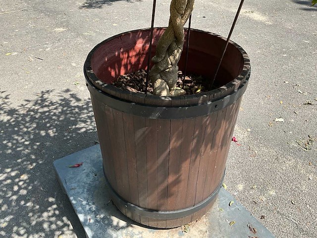 Hybiscus - afbeelding 2 van  4