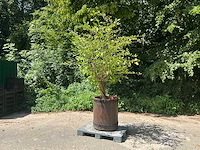 Hybiscus - afbeelding 1 van  5