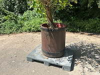 Hybiscus - afbeelding 2 van  5