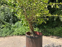 Hybiscus - afbeelding 3 van  5