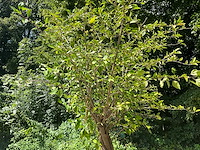 Hybiscus - afbeelding 4 van  5