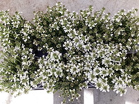 Iberis (100) - afbeelding 1 van  2