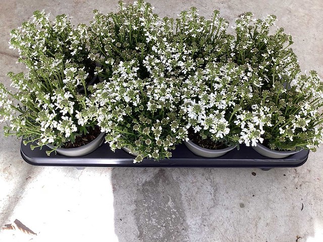 Iberis (100) - afbeelding 2 van  2